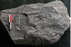 Foto (Detailansicht) von Neuropteris sp.  (NHMW-GEO-2024-0188-10685)